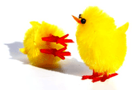 Chicks