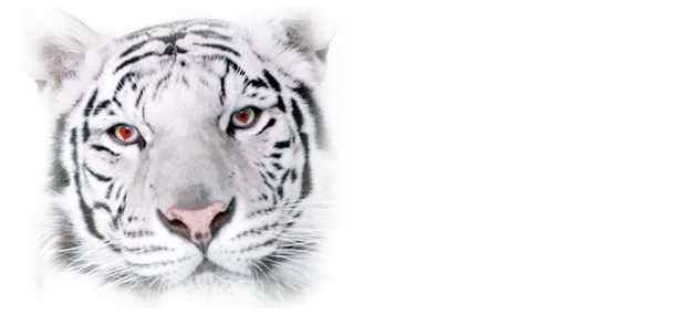 eye of the tiger