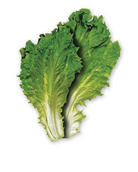 The Ultimate Ceasar Salad