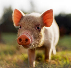pig