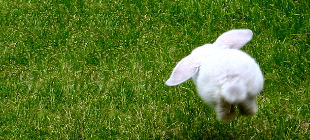 bunny hop it