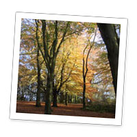 Hamstead heath