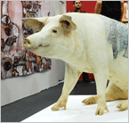 Frieze Art Fair Photos