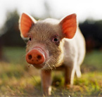 pig